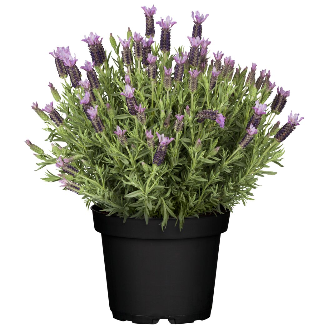 Lavendel 'Butterfly' im Topf