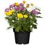 Topf mit bunten Chrysanthemen