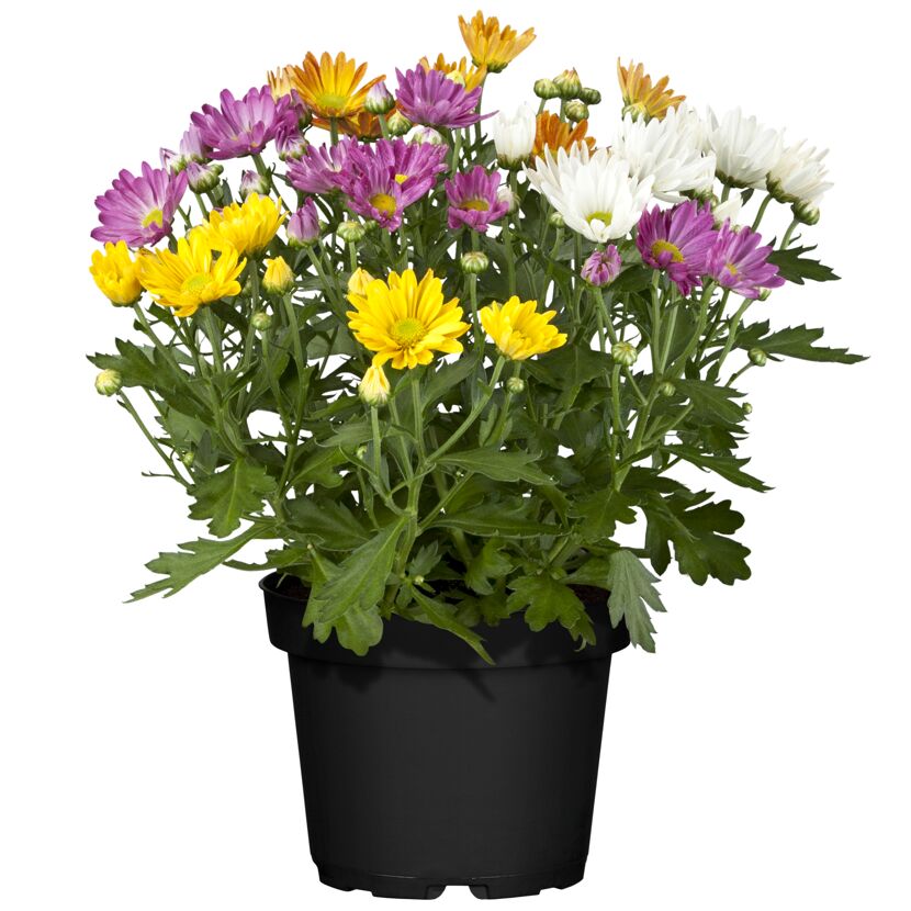 Topf mit bunten Chrysanthemen