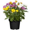 hauptbild