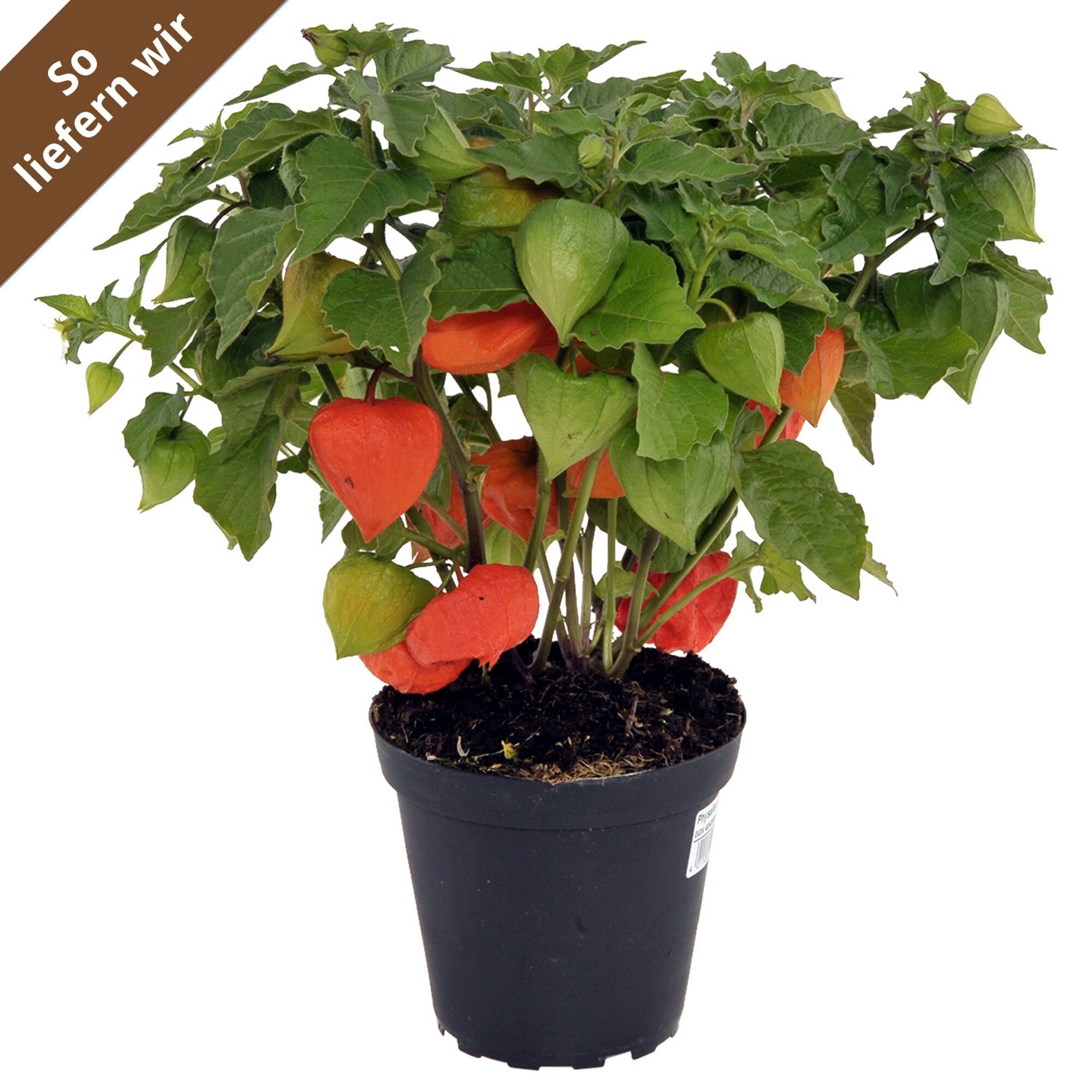 Physalis, Lampionblume im Topf