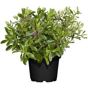 Strauchveronica grün 12 cm Topf