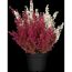 Glockenheide 'Hessenmädel' rot/weiß 11 cm Topf