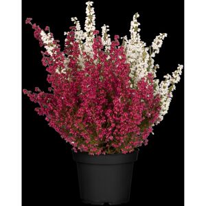 Glockenheide 'Hessenmädel' rot/weiß 11 cm Topf