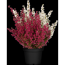 Glockenheide 'Hessenmädel' rot/weiß 11 cm Topf