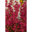Glockenheide 'Hessenmädel' rot/weiß 11 cm Topf