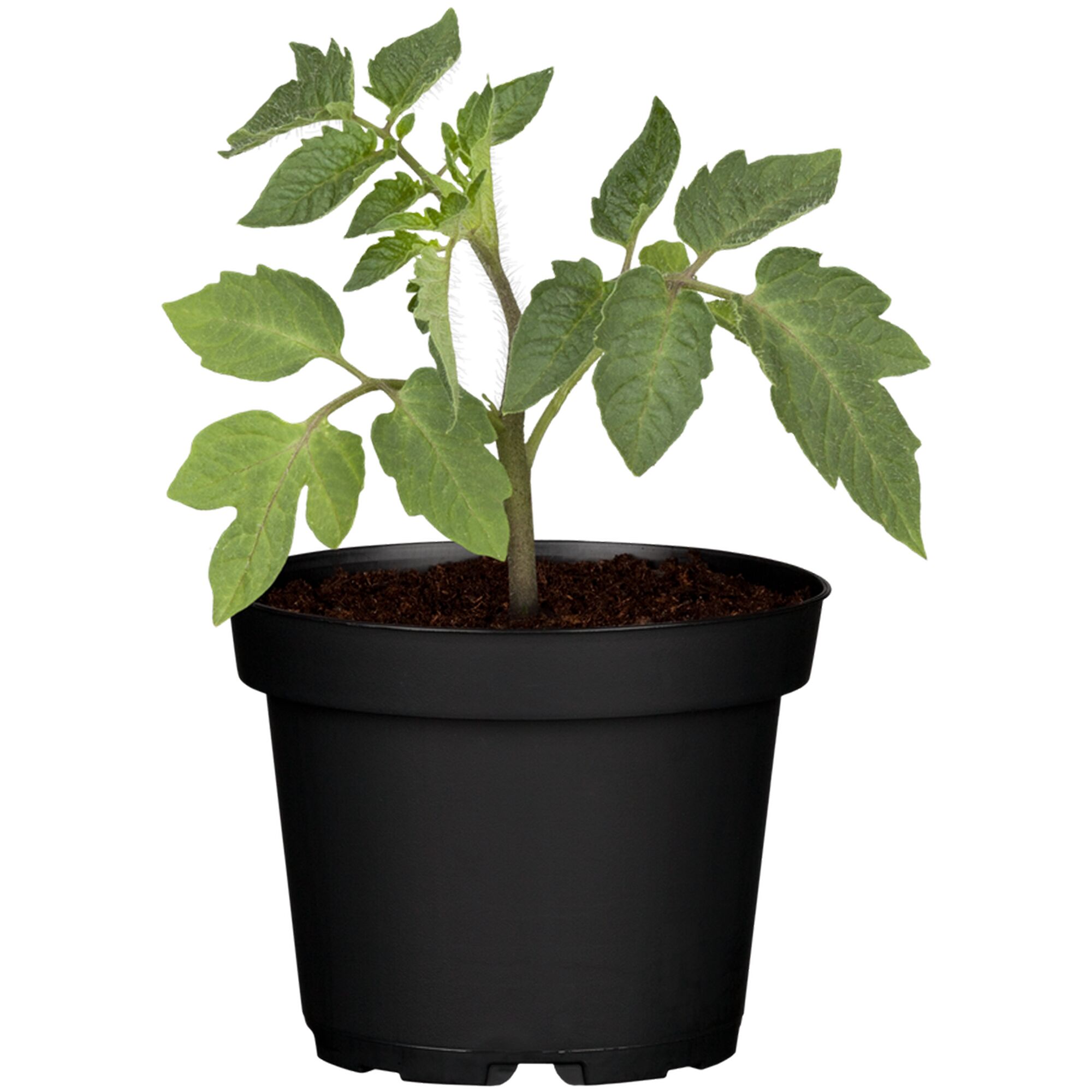 Tomatenpflanze Eier gelb im schwarzen Topf