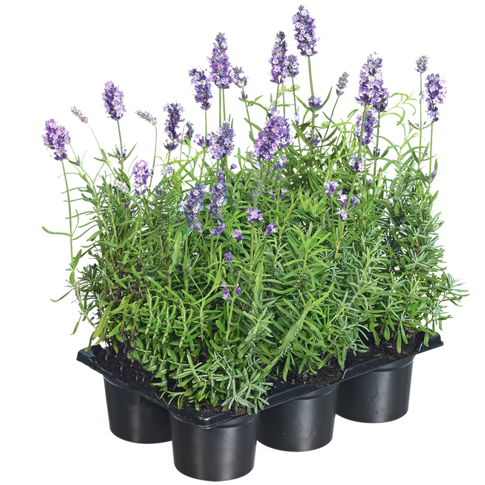 Lavendel blau 6er-Tray + product picture