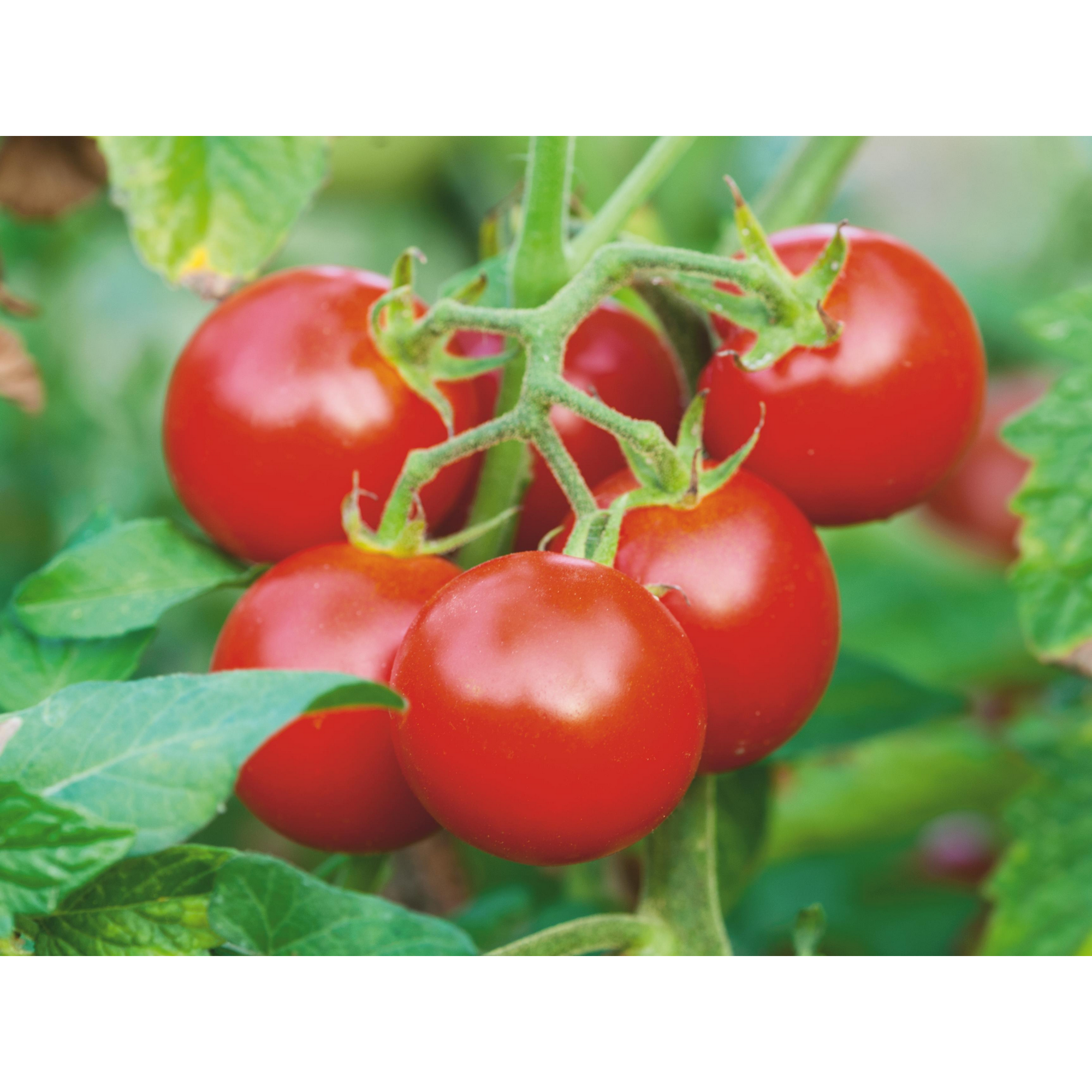 Tomate verschiedene resistente Sorten 10,5 cm Topf + product picture