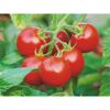 Rispenreife Tomaten am Strauch