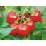 Rispenreife Tomaten am Strauch