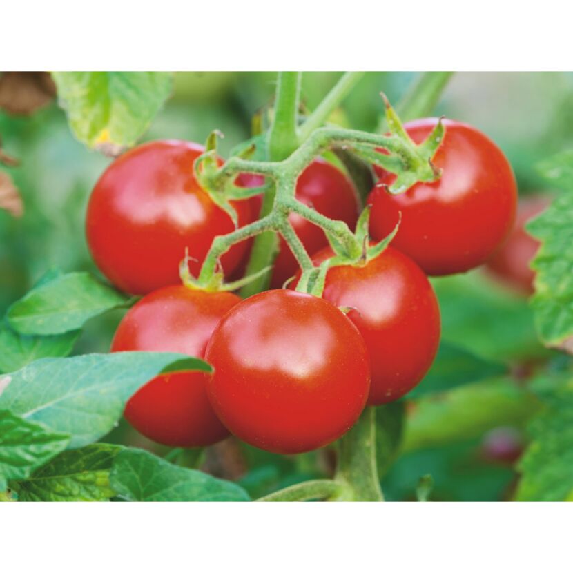 Rispenreife Tomaten am Strauch