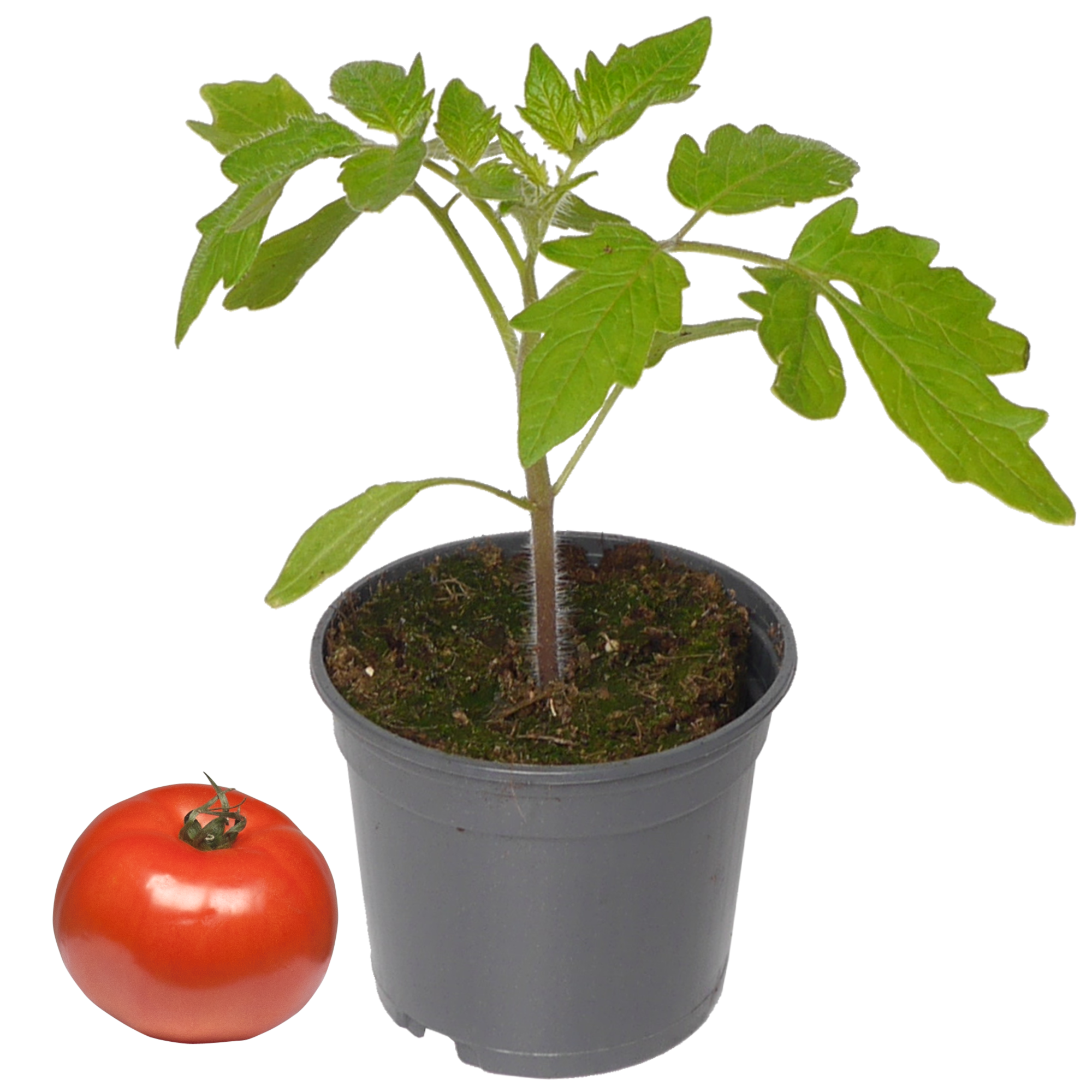 Tomate verschiedene resistente Sorten 10,5 cm Topf + product picture