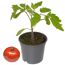 Tomatenpflanze im Topf neben einer reifen Tomate