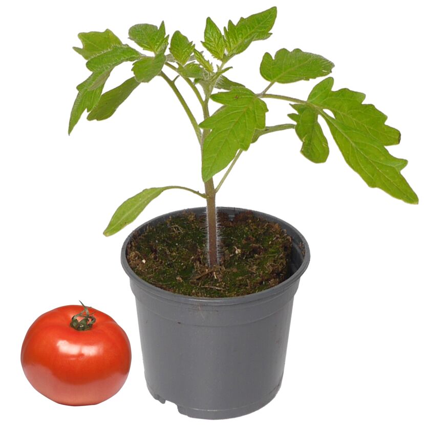Tomatenpflanze im Topf neben einer reifen Tomate