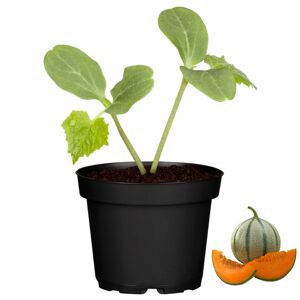 Melone veredelt 12 cm Topf