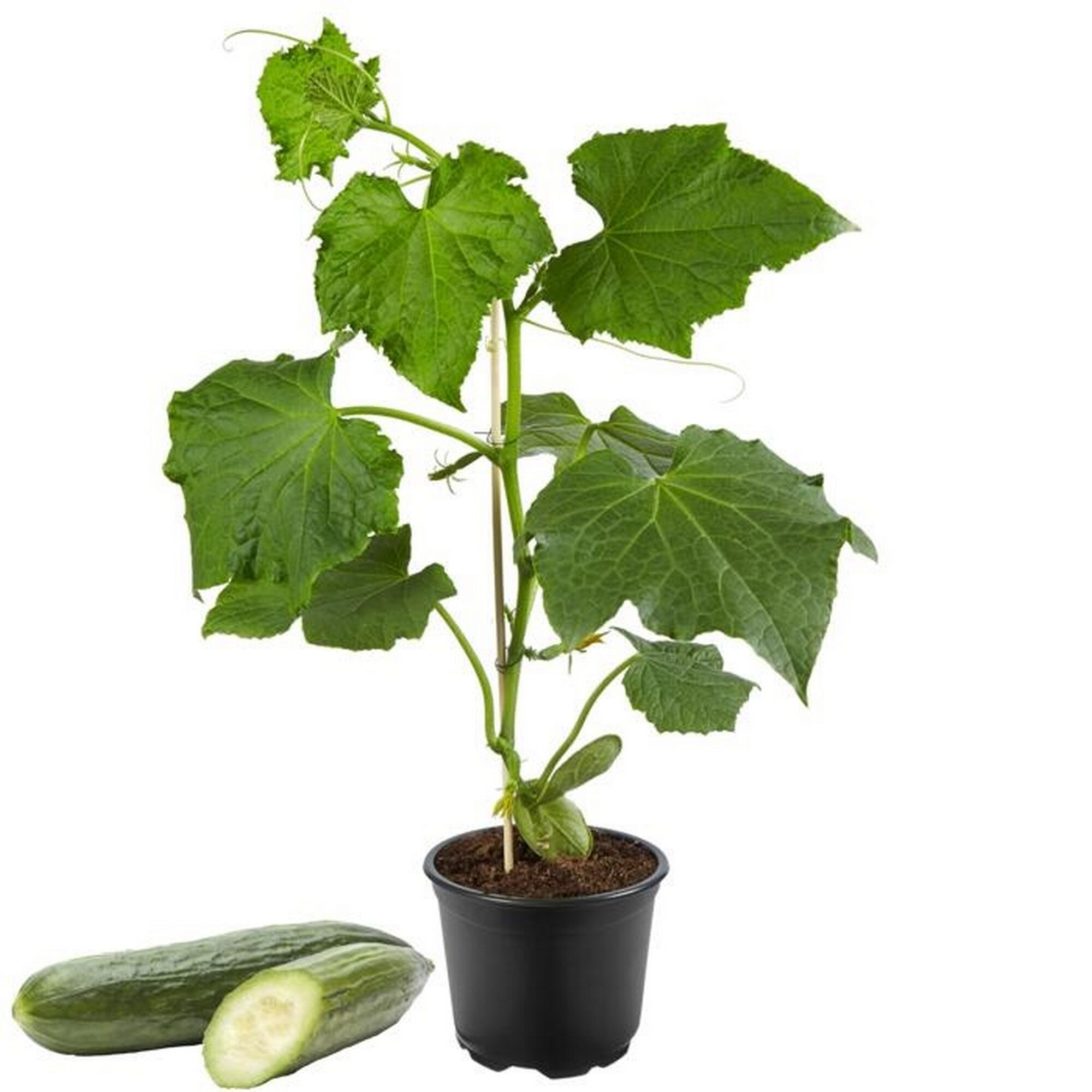 Gurkenpflanze im Topf und daneben eine Gurke halbiert