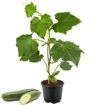 hauptbild