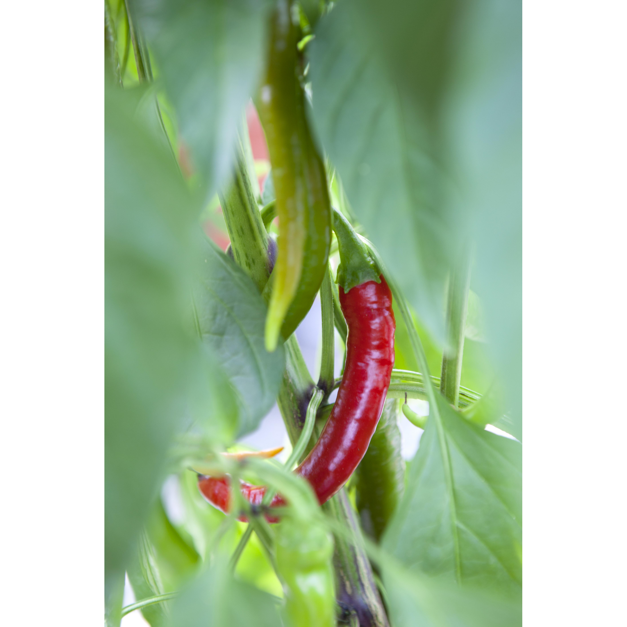 Drachenfutter- scharfe Paprika und Peperoni, 10,5 cm Topf + product picture