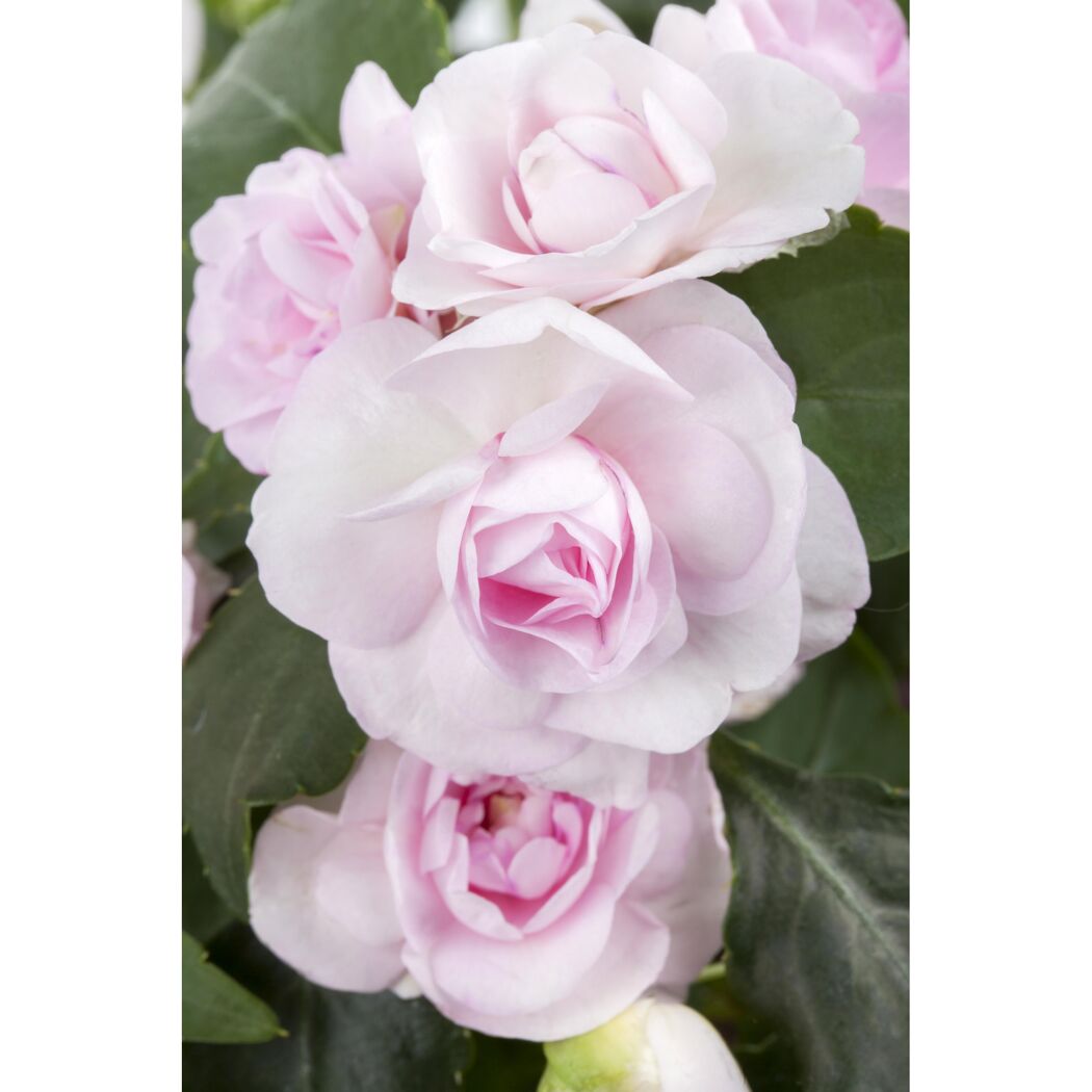Rosa Impatiens gefüllt