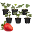 Verkleinertes Bild von Erdbeere verschiedene Sorten 9 cm Topf