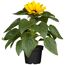 Gelbe Sonnenblume im Topf