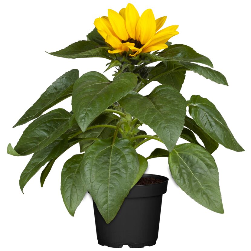 Gelbe Sonnenblume im Topf