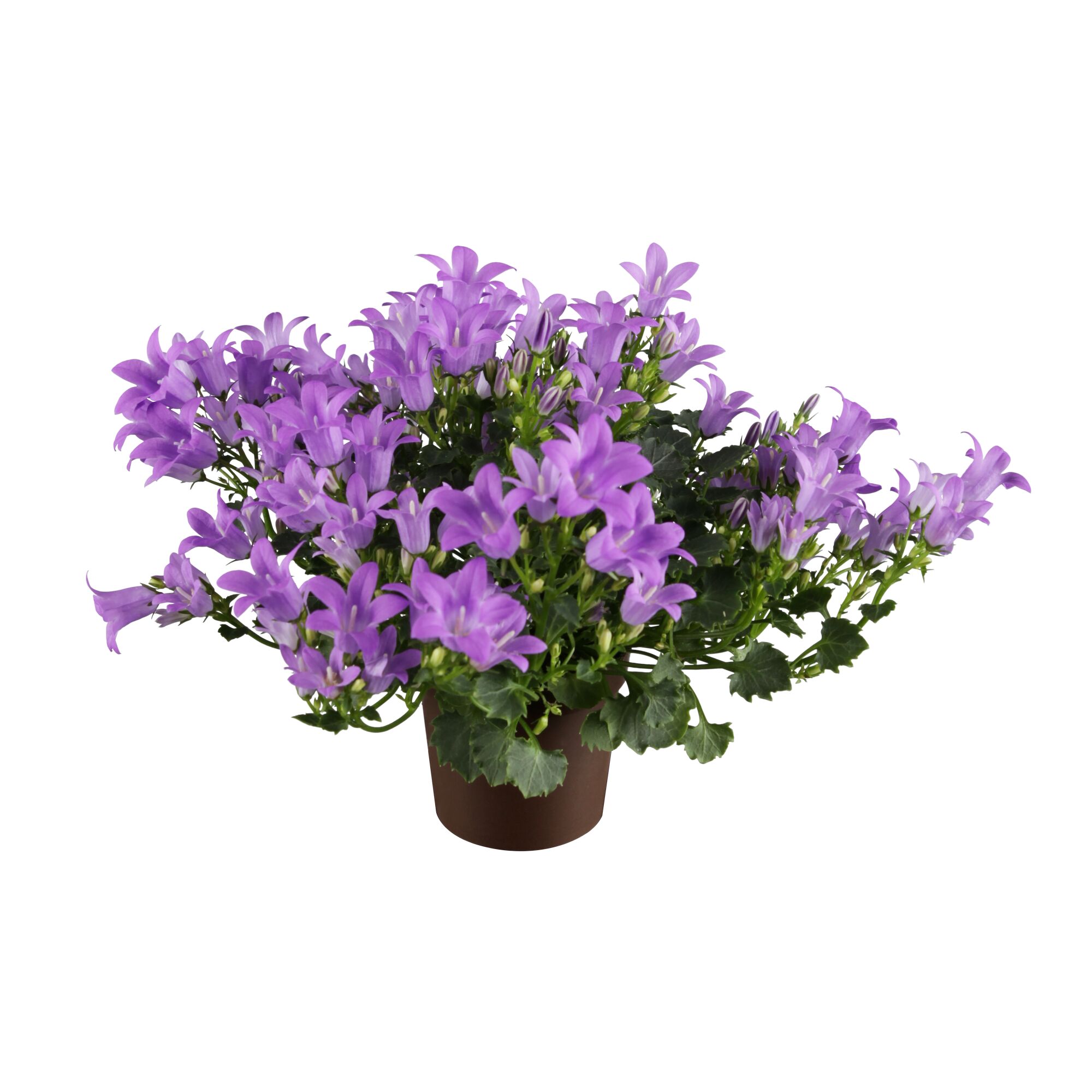 Lila Glockenblumen in einem Topf
