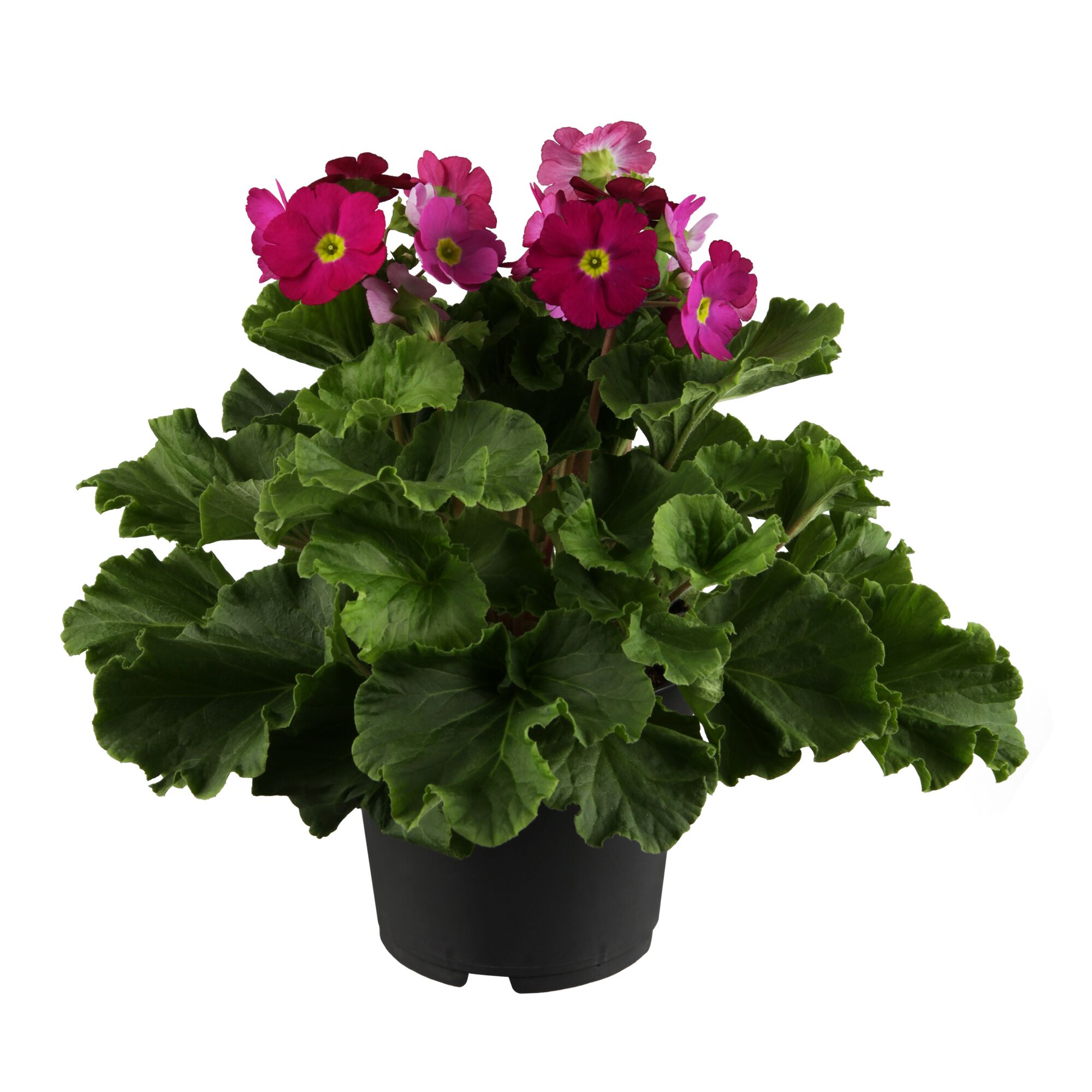 Becherprimel mit pinken Blüten in schwarzem Topf