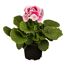 Becherprimel mit rosa-weißen Blüten