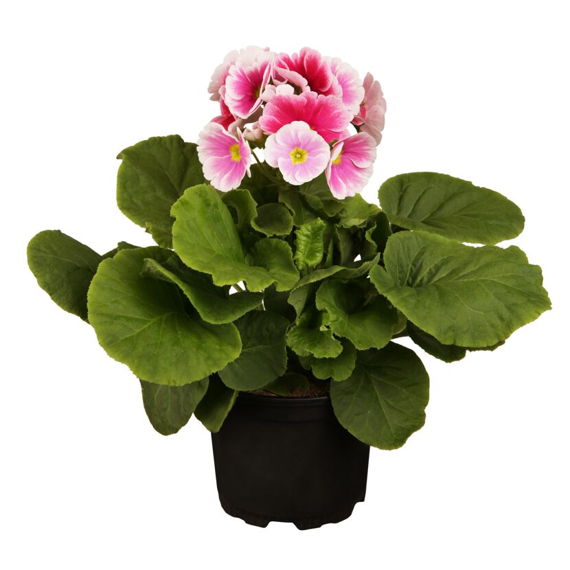 Becherprimel mit rosa-weißen Blüten