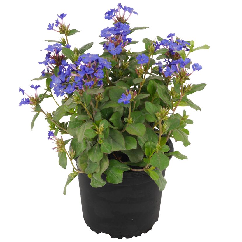 Blaublühende Pflanze im Topf