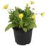 Gelbe Herbstzauber-Blumen im Topf