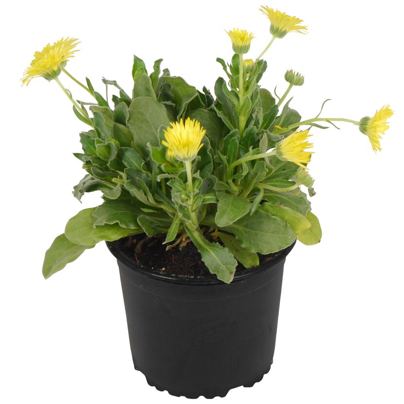 Gelbe Herbstzauber-Blumen im Topf