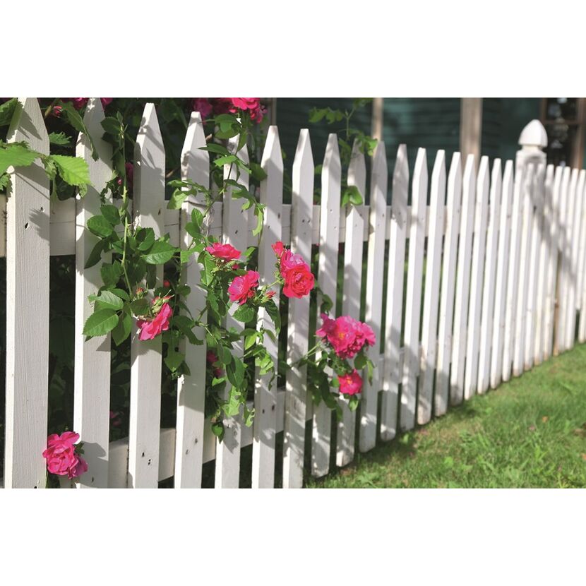 Weißer Zaun mit rosa Rosen
