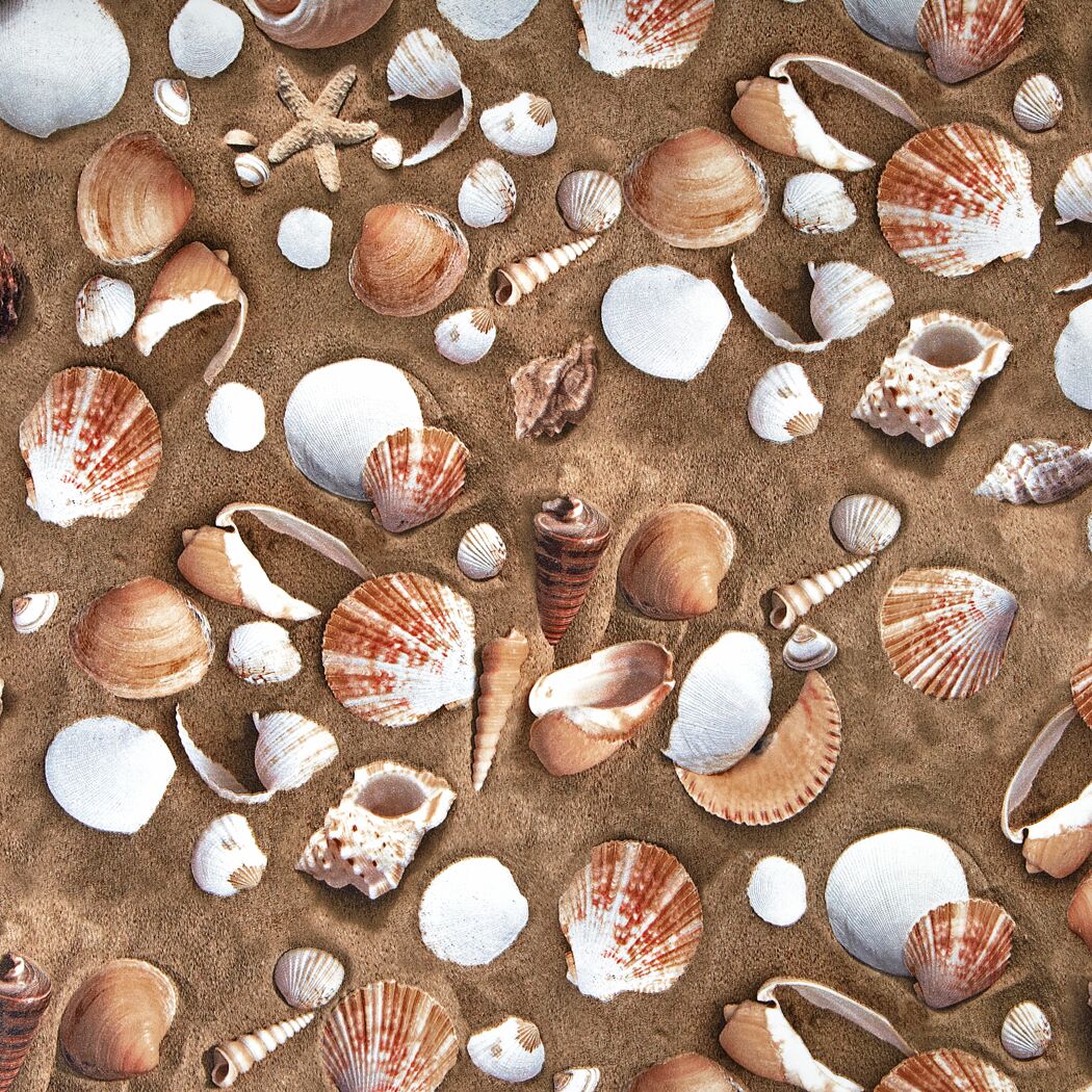 Muscheln und Seesterne auf Sand