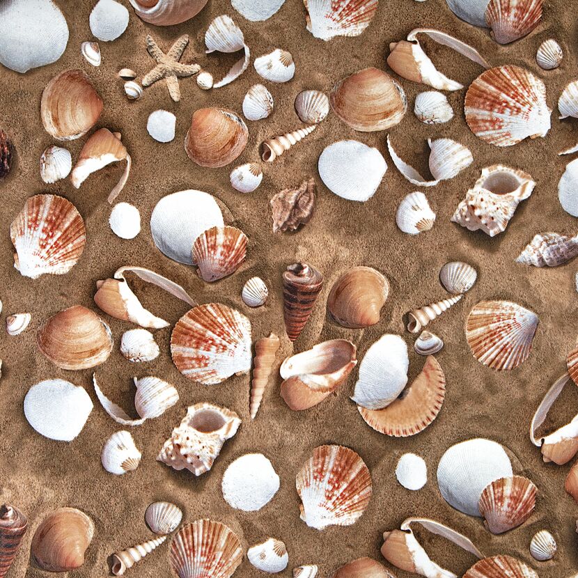 Muscheln und Seesterne auf Sand