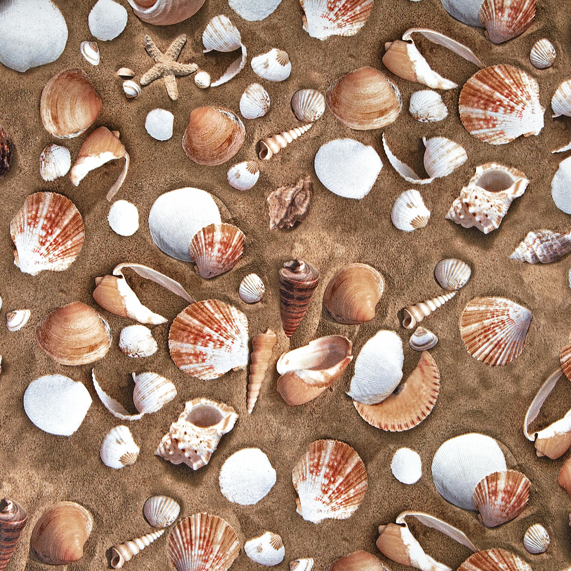 Muscheln und Seesterne auf Sand