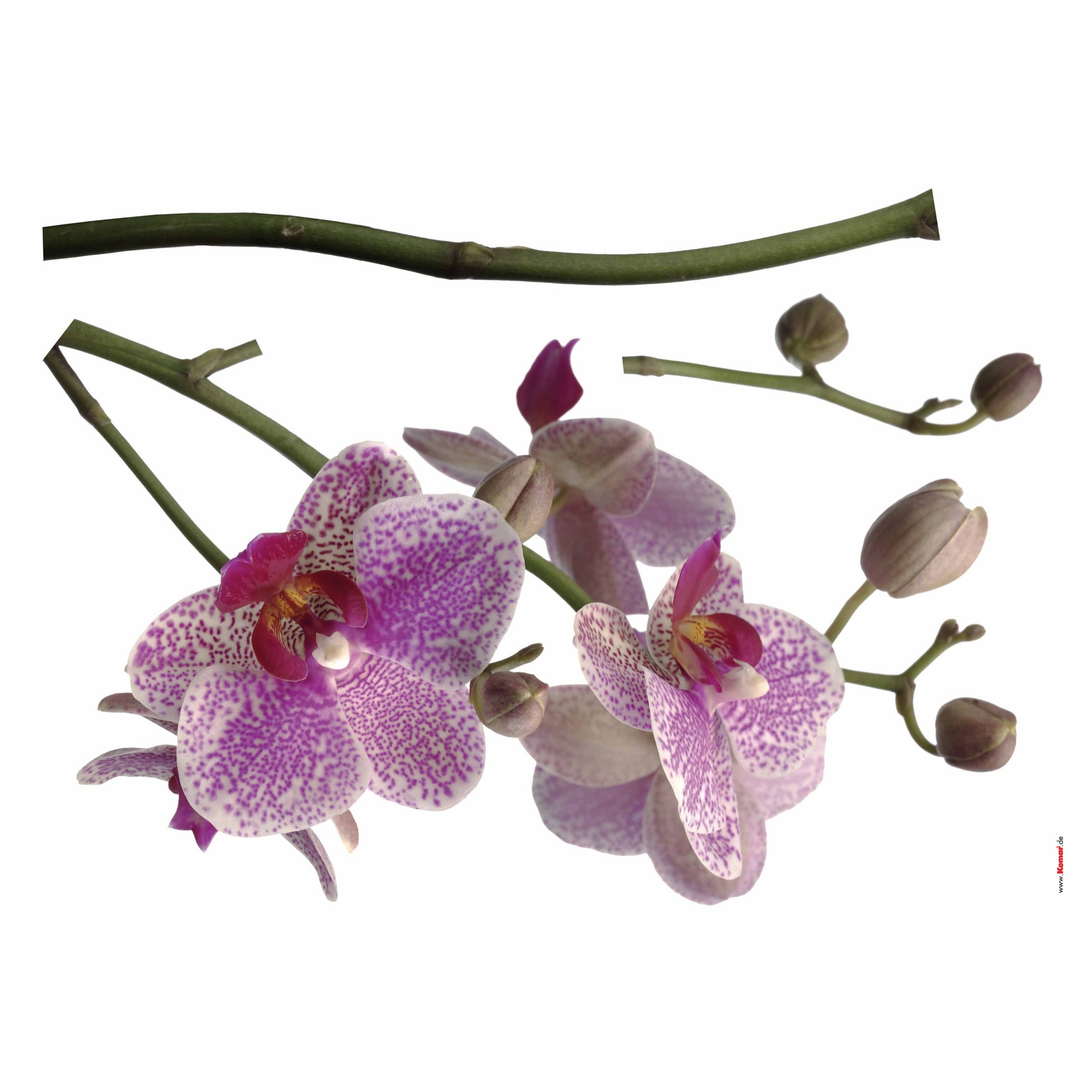 Walltattoo 'Orchidee' 100 x 70 cm + product picture