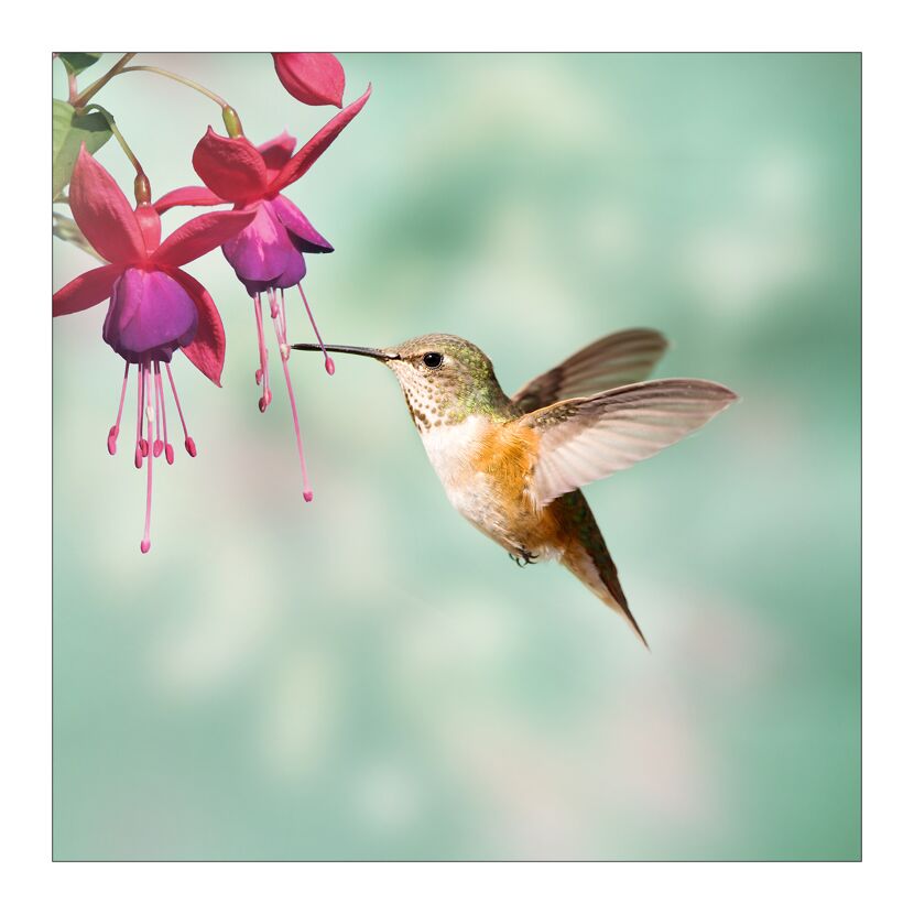 Kolibri trinkt Nektar von einer Fuchsie