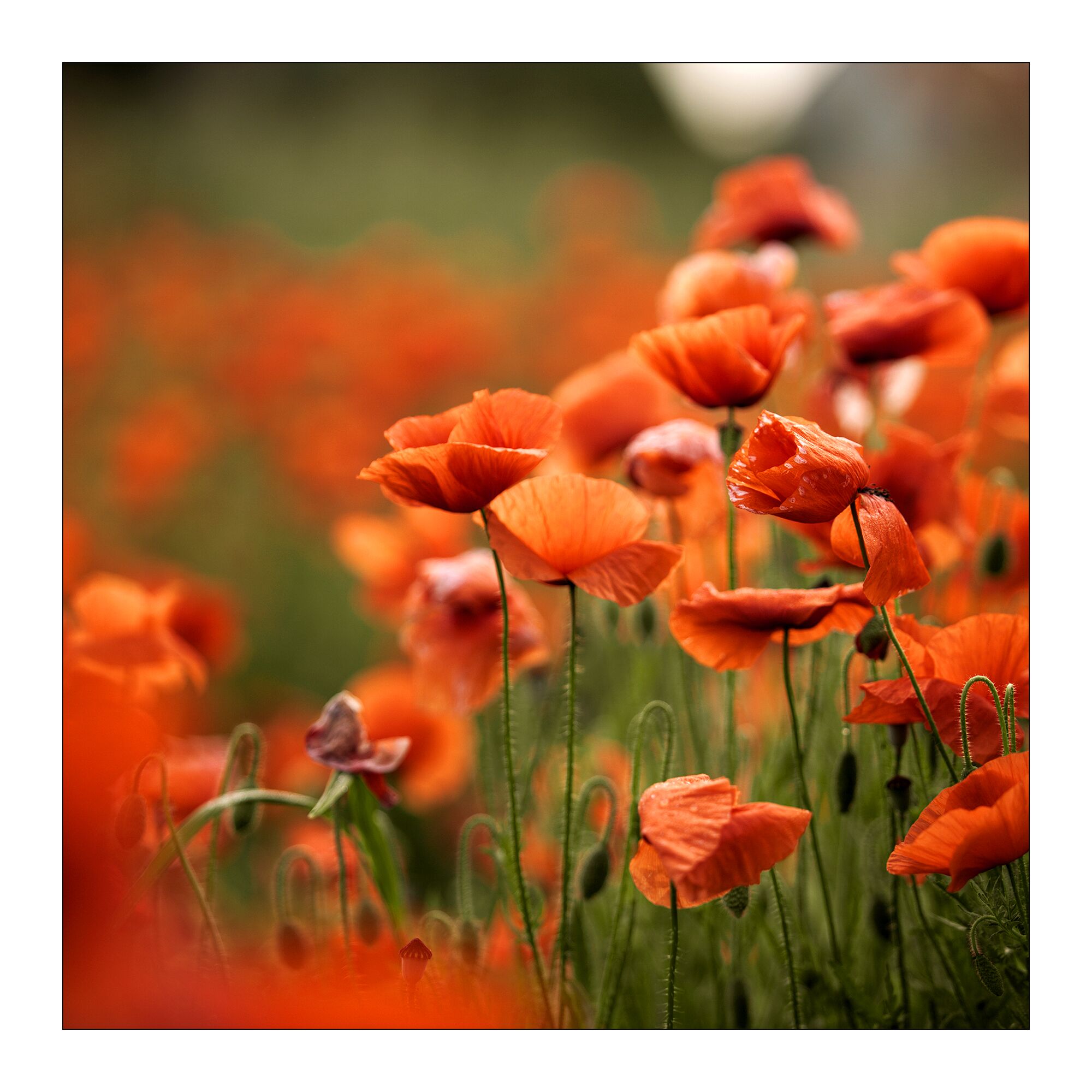 Nahaufnahme von roten Mohnblumen auf einem Feld.