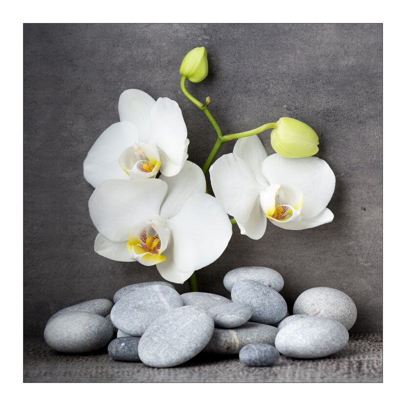 Weiße Orchideenblüten auf grauen Steinen.