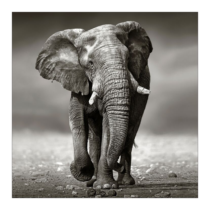 Grauer Elefant in der Savanne