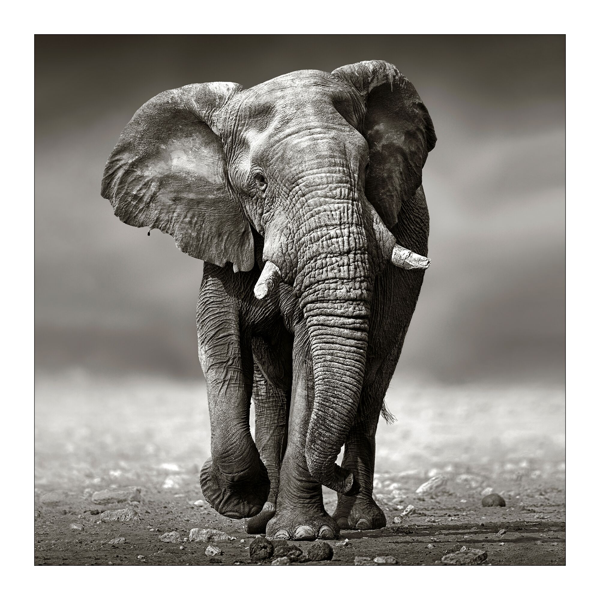 Grauer Elefant in der Savanne