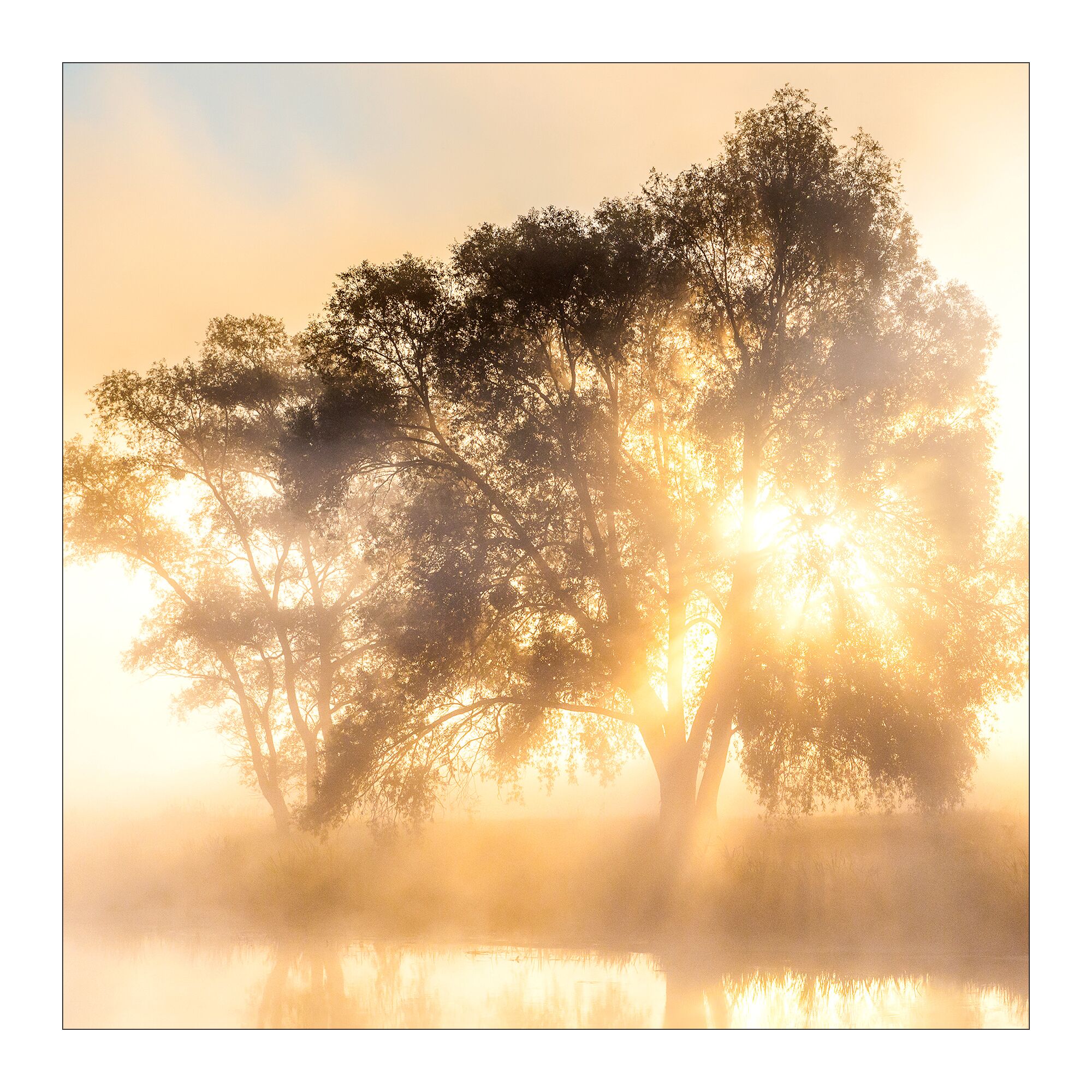 Bäume im Nebel bei Sonnenaufgang