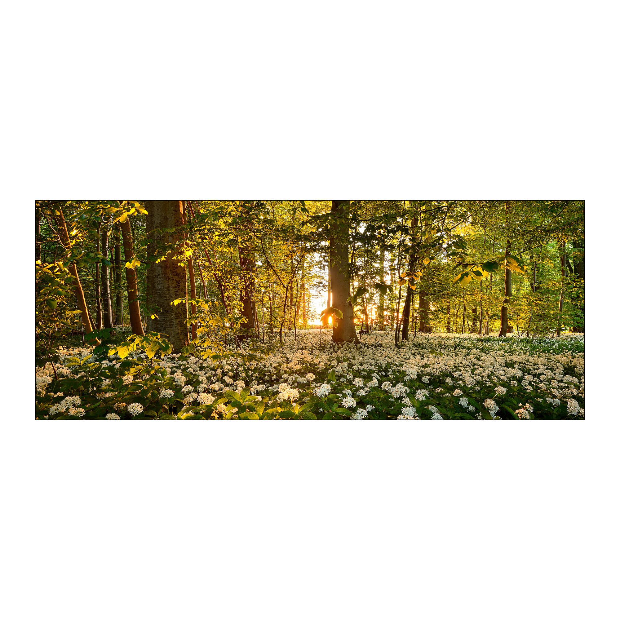 Weißer Bärlauch im Wald mit Sonnenuntergang im Hintergrund.