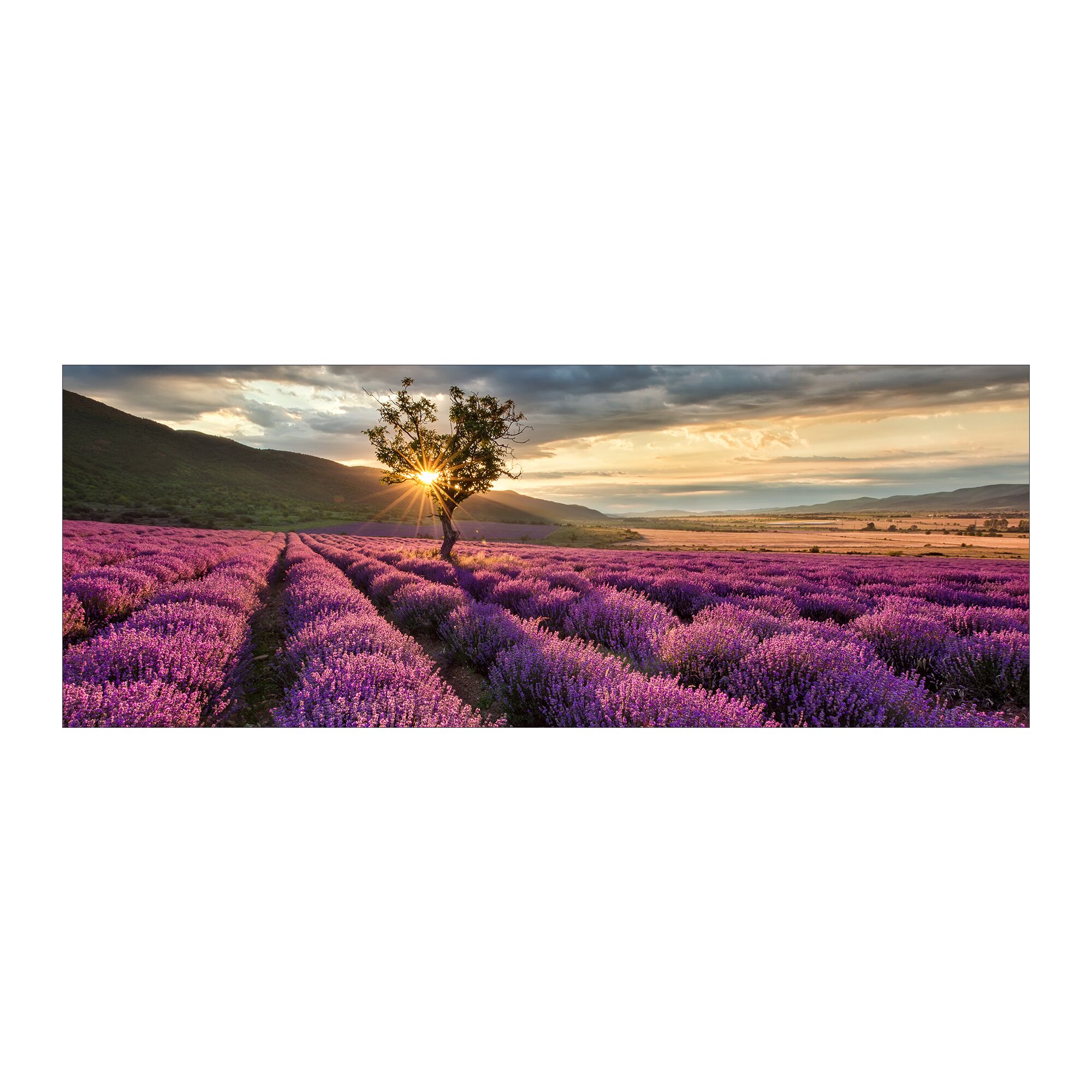 Lavendelfeld mit Baum im Sonnenuntergang