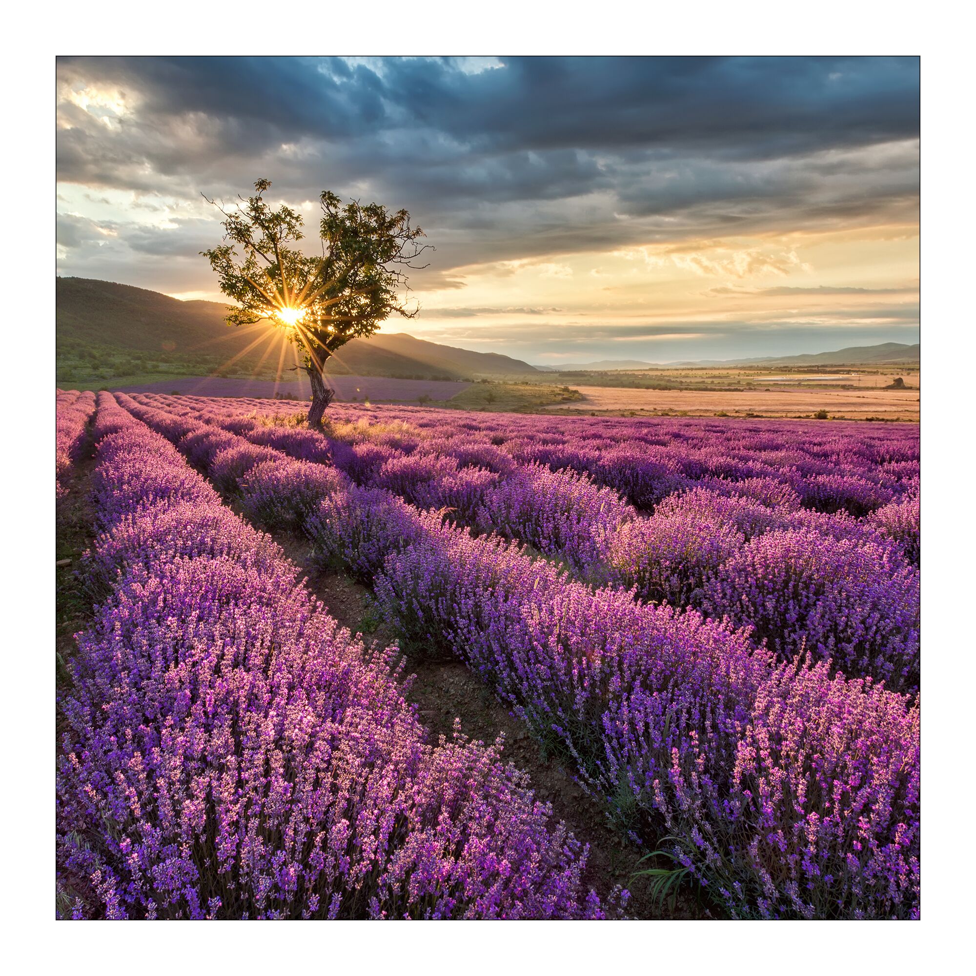 Lavendelfeld mit Baum bei Sonnenuntergang