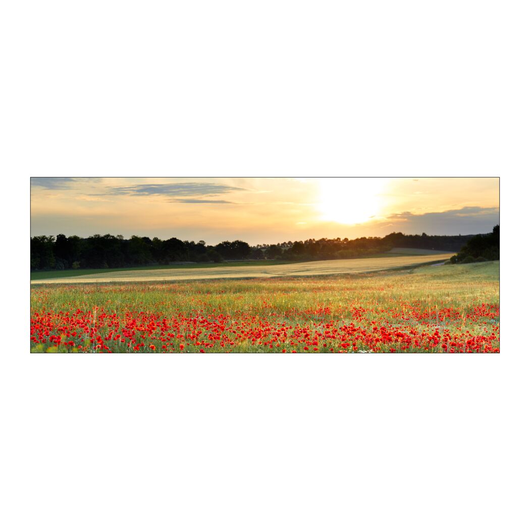 Mohnblumenfeld im Sonnenuntergang