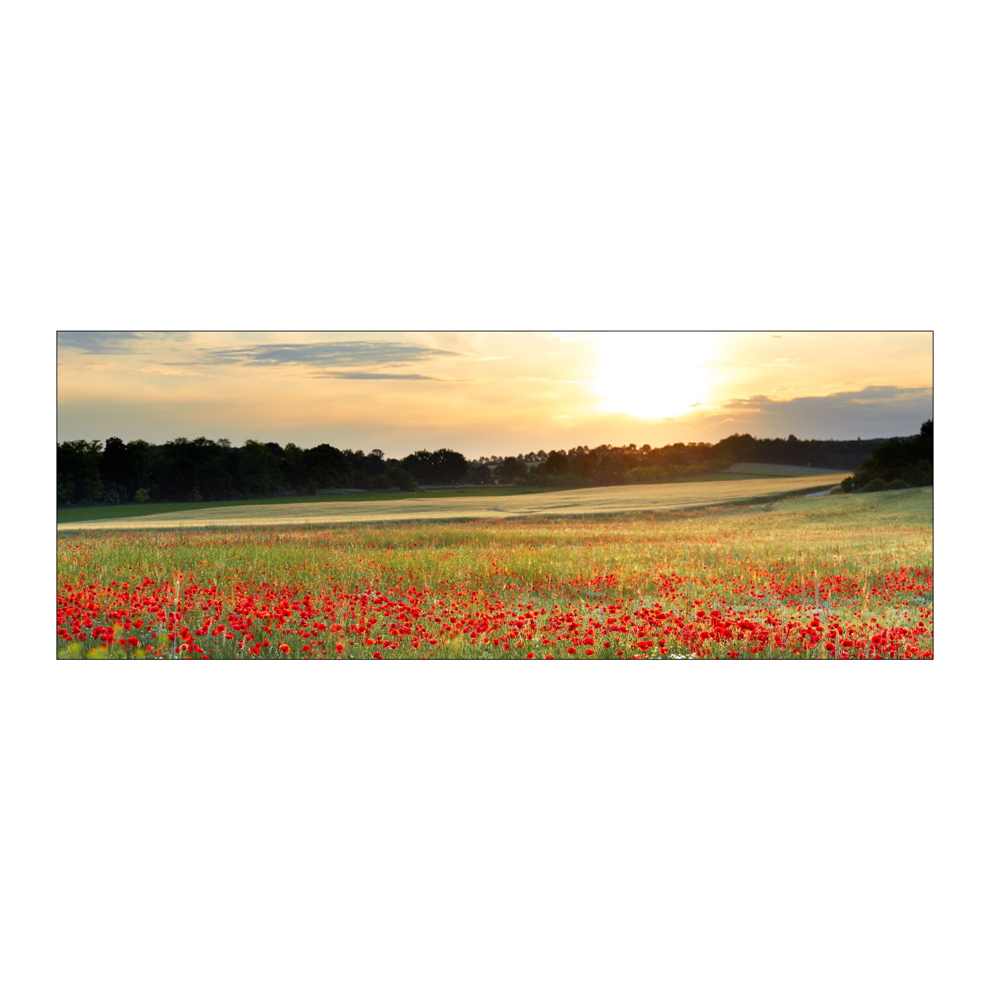 Mohnblumenfeld im Sonnenuntergang